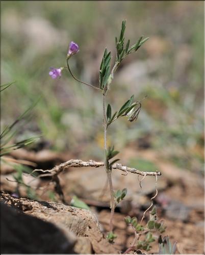 Vicia_nigricans_SP