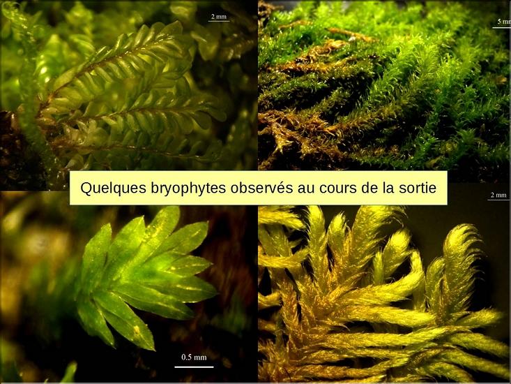 X_Bryophyte
