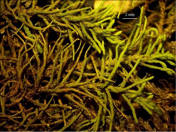 Z_Abietinella_abietina_LT