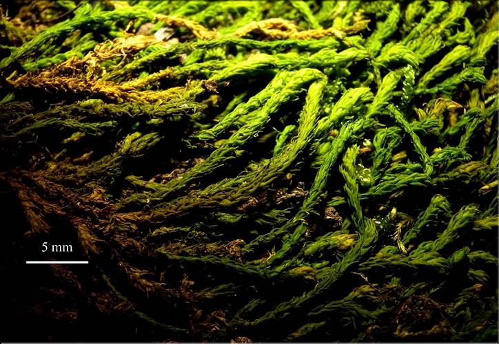 Z_Anomodon_viticulosus2_LT