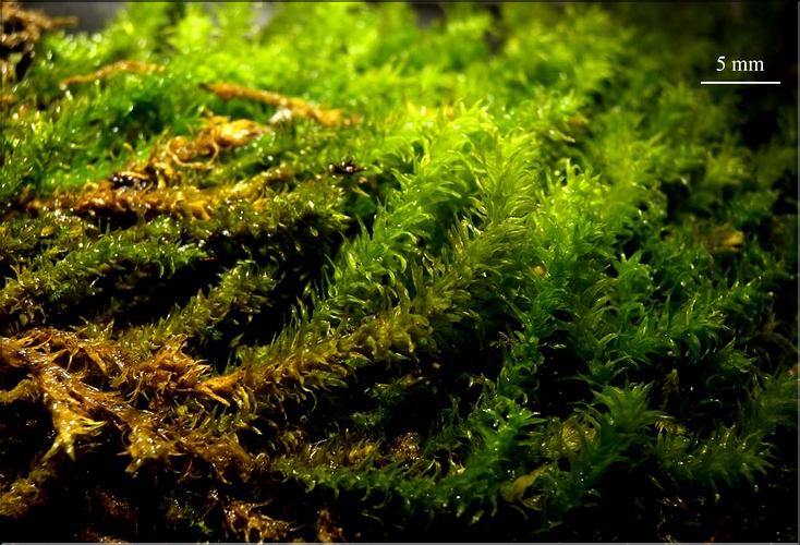 Z_Anomodon_viticulosus_LT