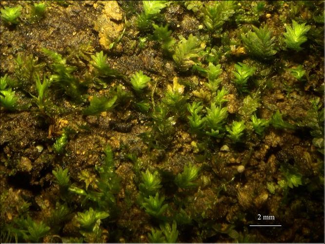 Z_Fissidens_viridulus1_LT