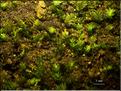 Z_Fissidens_viridulus1_LT