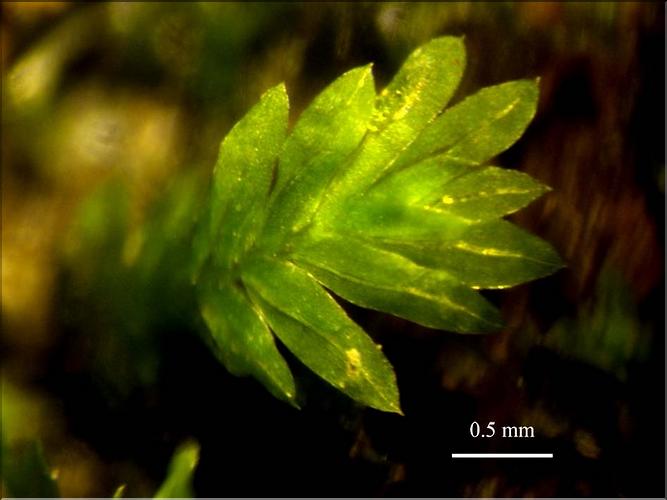 Z_Fissidens_viridulus_LT