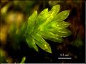 Z_Fissidens_viridulus_LT