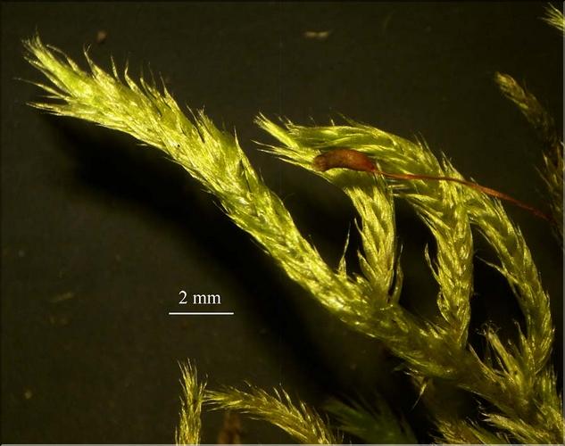 Z_Homalothecium_lutescens2_LT
