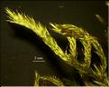 Z_Homalothecium_lutescens2_LT