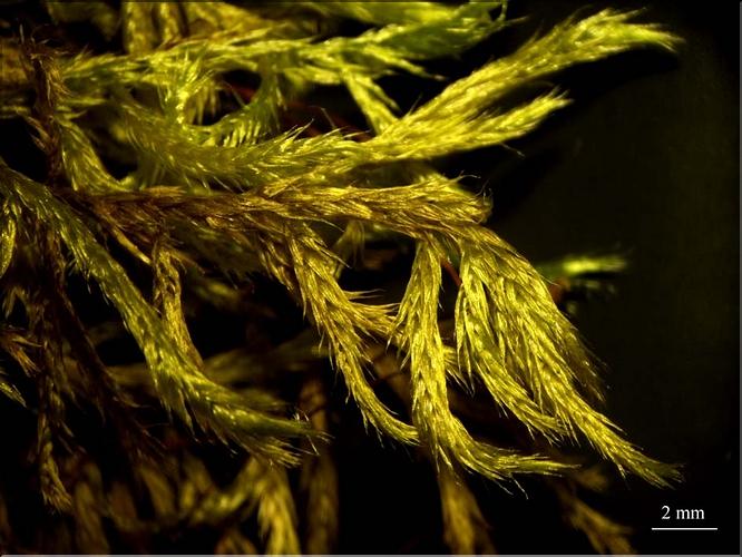 Z_Homalothecium_lutescens_LT