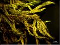 Z_Homalothecium_lutescens_LT