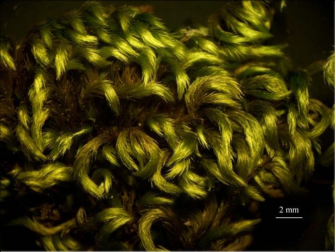 Z_Homalothecium_sericeum1_LT
