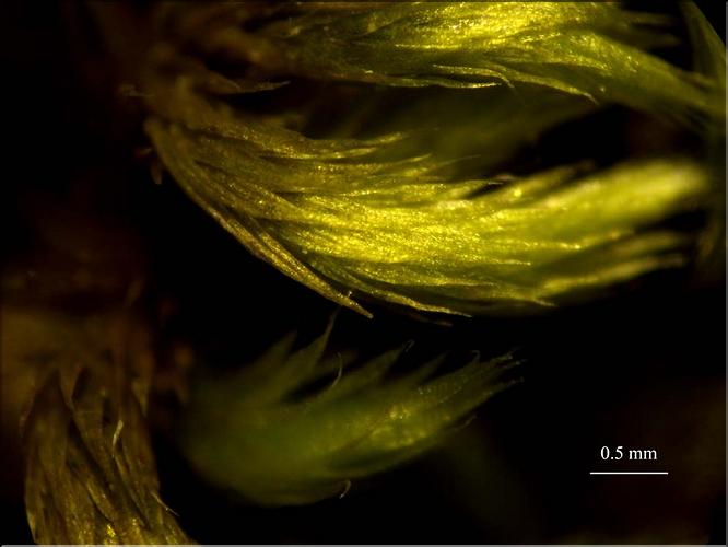 Z_Homalothecium_sericeum_LT
