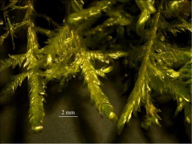 Z_Neckera_complanata1_LT