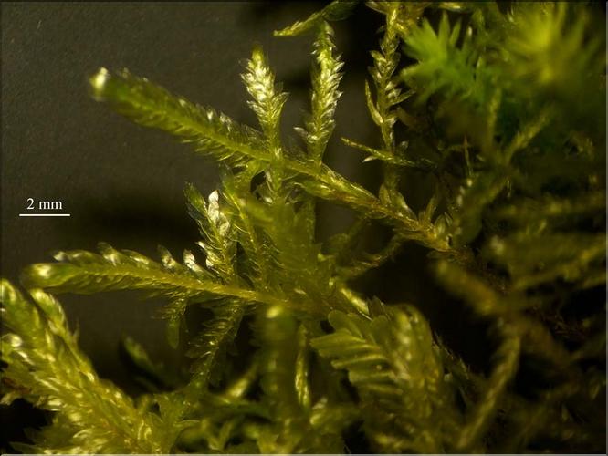 Z_Neckera_complanata2_LT