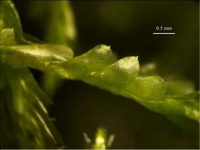 Z_Neckera_complanata_LT