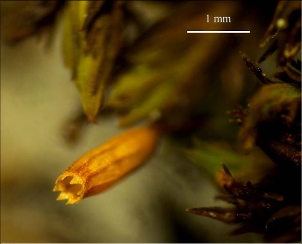 Z_Orthotrichum_anomalum1_LT
