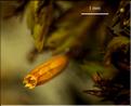 Z_Orthotrichum_anomalum1_LT