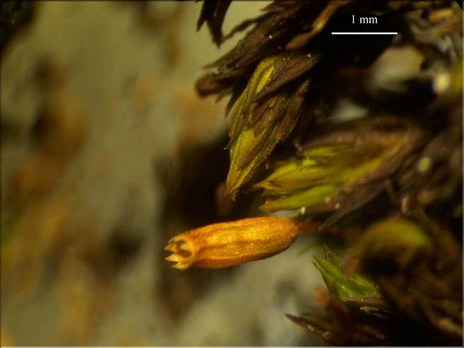 Z_Orthotrichum_anomalum_LT