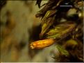 Z_Orthotrichum_anomalum_LT