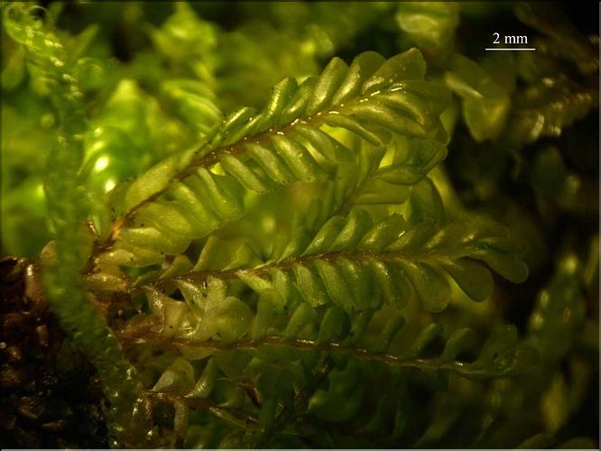 Z_Plagiochila_porelloides1_LT