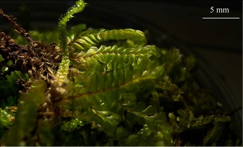 Z_Plagiochila_porelloides_LT