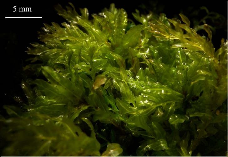 Z_Plagiomnium_sp2_LT