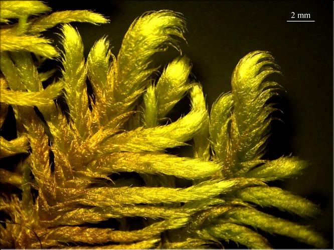 Z_Rhytidium_rugosum_LT