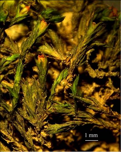 Z_Schistidium_crassipilum1_LT