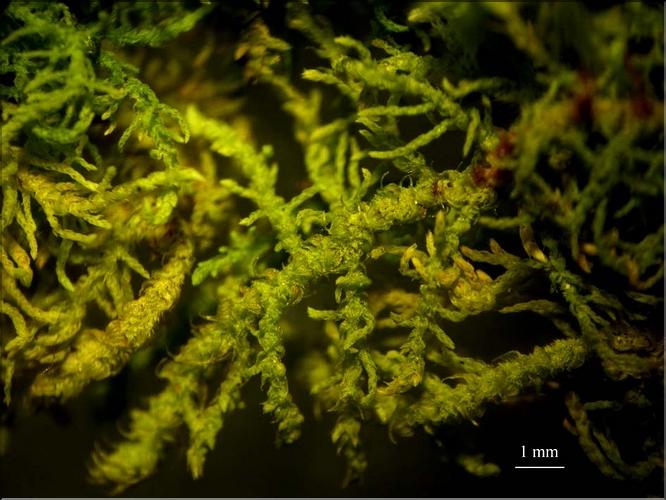 Z_Thuidium_recognitum1_LT