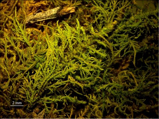 Z_Thuidium_recognitum_LT