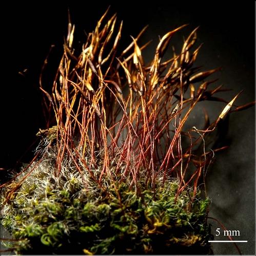 Z_Tortula_muralis_LT