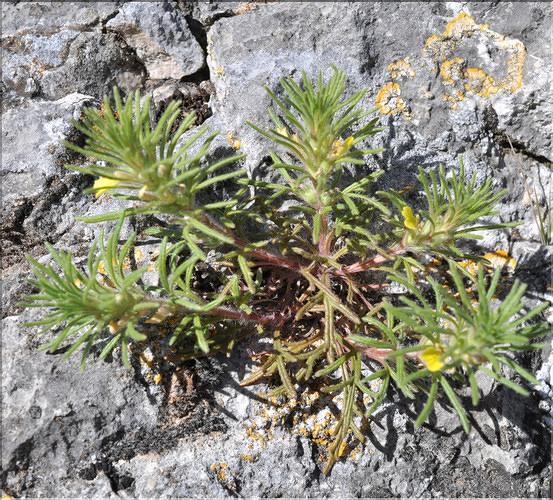 Ajuga_chamaepitys_SP