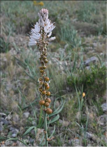 Asa_Asphodelus_cerasiferus_SP