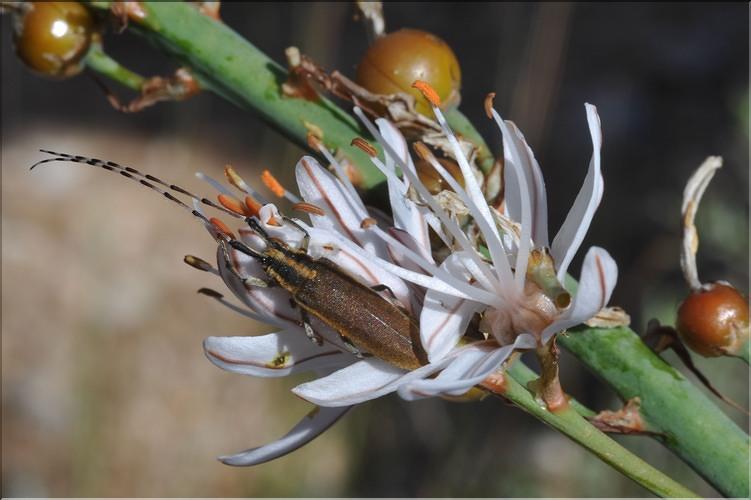 Asb_AGAPANTHIA_asphodeli_ML