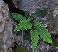 Asplenium_ceterach_SP