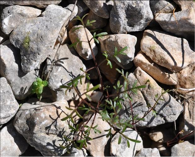 Bunium_bulbocastanum1_SP