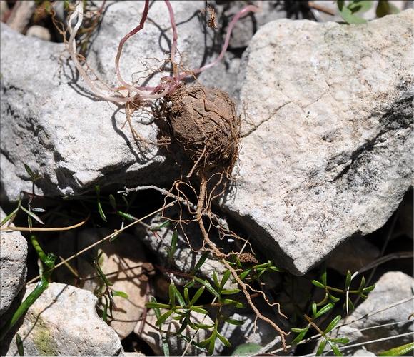 Bunium_bulbocastanum2_SP