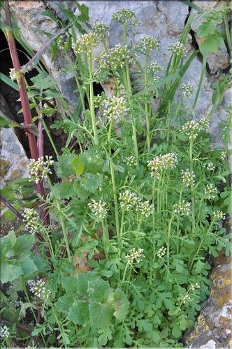 Centranthus_calcitrapae_SP