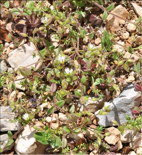 Cerastium_pumilum_SP