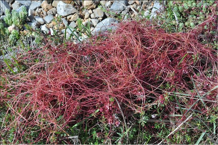Cuscuta_Sp_SP