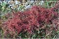 Cuscuta_Sp_SP