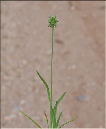 Echinaria_capitata_SP