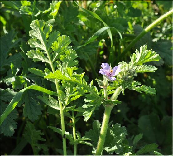Erodium_ciconium_SP