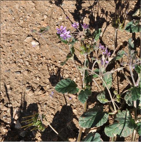 Erodium_malacoides_SP