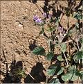 Erodium_malacoides_SP
