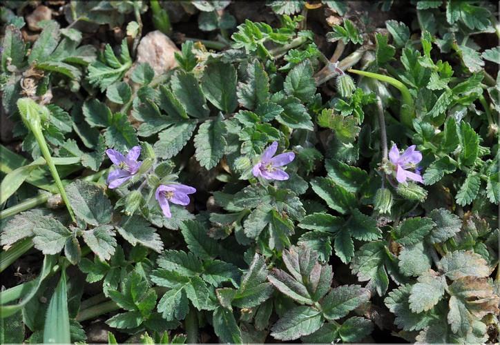 Erodium_moschata1_SP