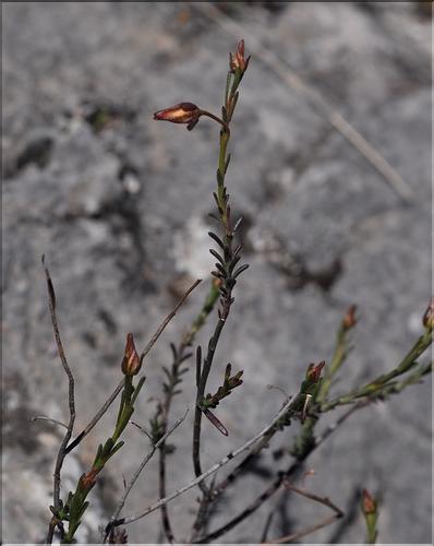 Fumana_ericifolia_SP