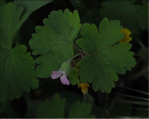 Geranium_rotundifolium_SP