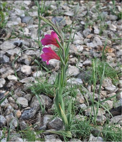 Gladiolus_dubius_SP