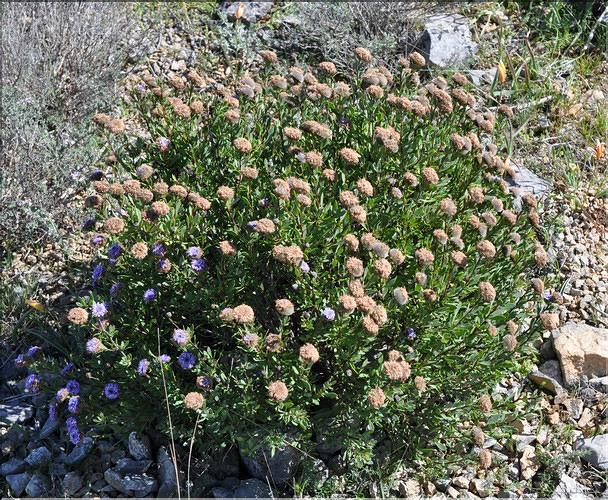 Globularia_alypum1_SP