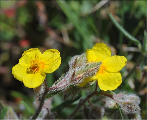 Helianthemum_hirtum_ML